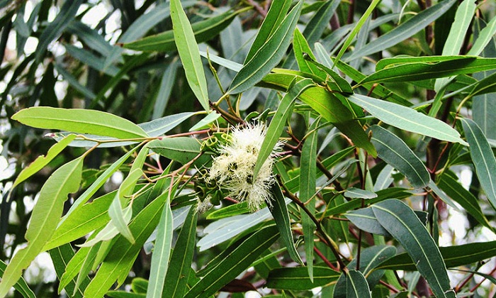 Bạch đàn